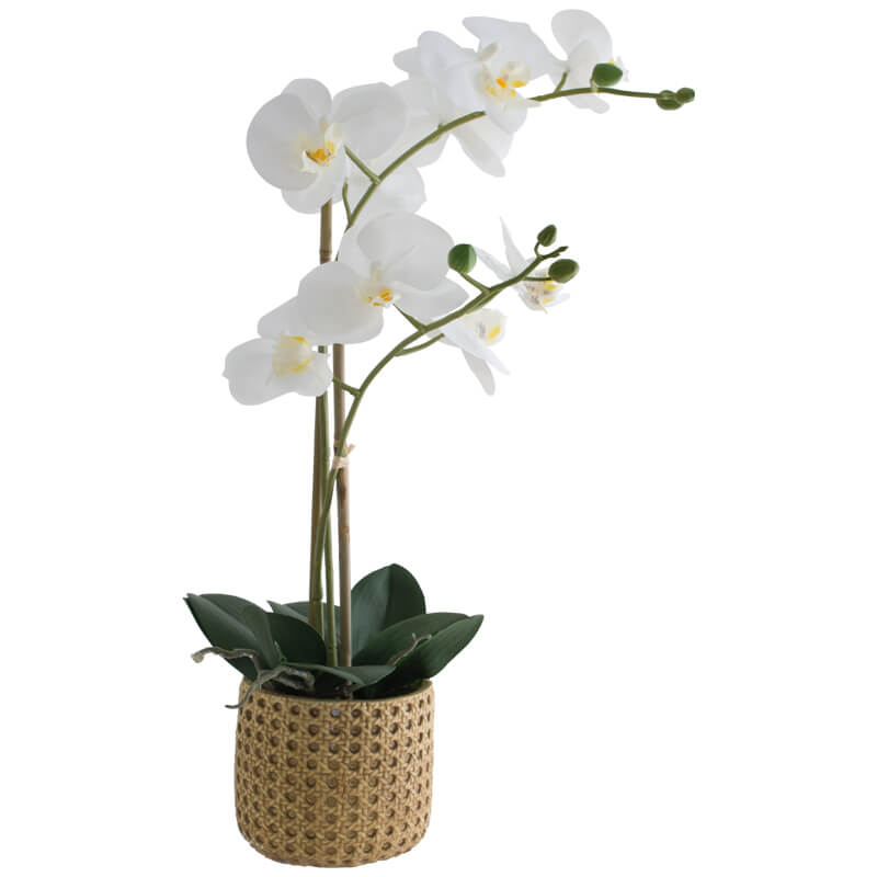 Real Touch Phalaenopsis Orchid 02